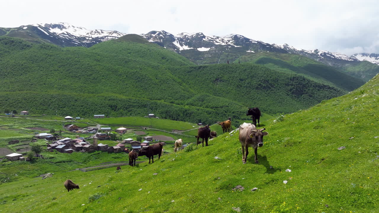 vacas en la ladera de la montaña de ushguli en georgia - disparo de avión no tripulado