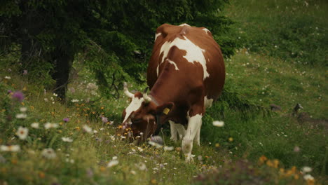 vaca pastando en un prado de montaña