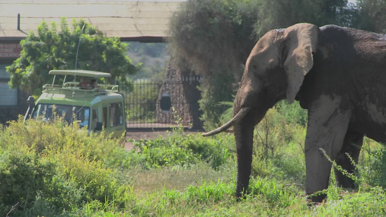 거대한 아프리카 코끼리가 탄자니아의 암보셀리 국립공원 입구에서 포즈를 취하고 있습니다.