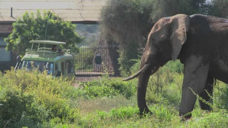 大型非洲大象在坦桑尼亞阿姆博塞利國家公園的入口站