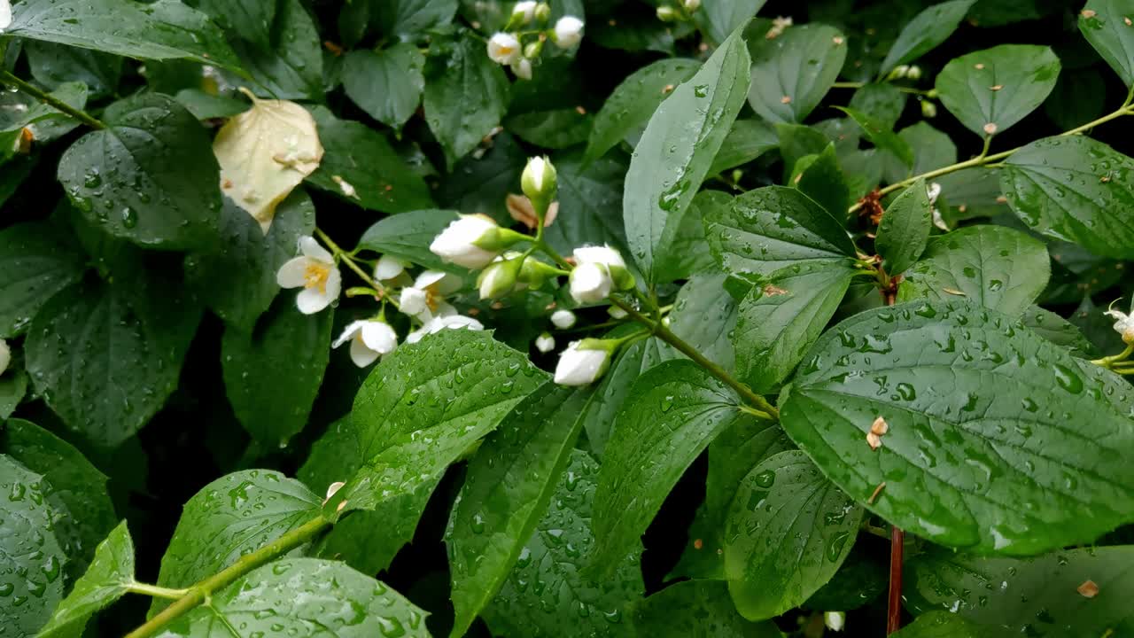 A wet flowering branch of jasmine after the rain in the park