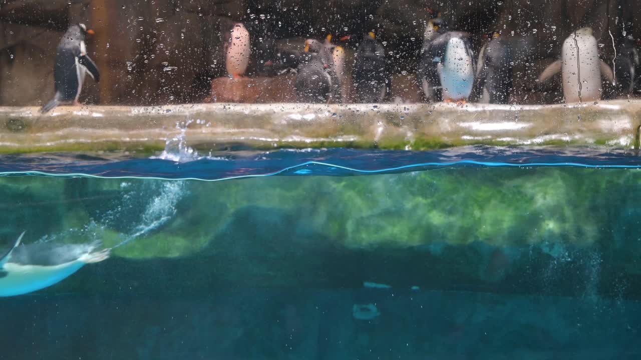 젠투 펭귄은 홍콩의 놀이 및 동물 테마 공원 해양 공원에서 남극 동물 명소에서 수영합니다.