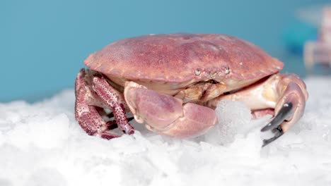 red crab sits on top of the ice with blue background