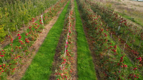 Pullback-Flying-Through-Tomato-Plantation-Growing-On-Farmland