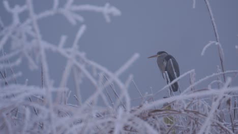 a bird of the species gray heron stands on a post in the lake in a deep winter landscape. the reeds are frozen and everything is white. there is thick fog.