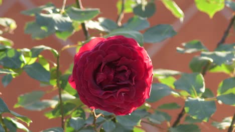 natural red rose flower in a garden