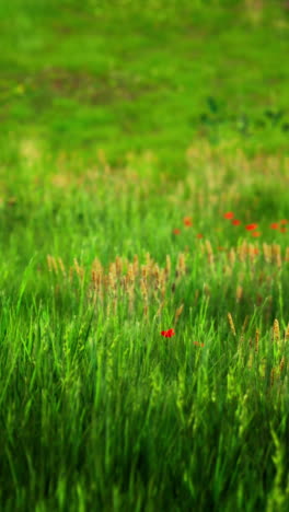 amapolas rojas en un campo verde