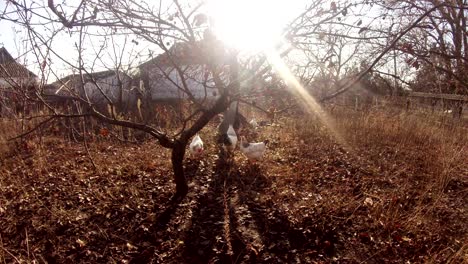 chickens graze in the thicket of bushes in early spring