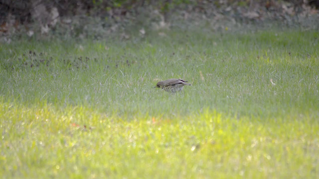갈색 찌르레기 새가 푸른 풀밭에서 뛰어다니며 화창한 봄날 음식을 파고 있습니다.