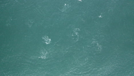 4k aerial wide top view of pod of dolphins swimming in the blue ocean sea water at yamba, australia