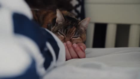 Indoor-cat,-keenly-observing-its-environment,-embodies-the-essence-of-domestic-companionship-and-curiosity