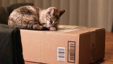 a cat resting and washing his itchy body at the top of the box - wide shot