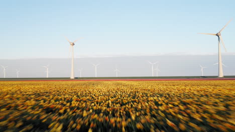 flying over dutch tulips in field revealing wind turbines at wind farm generating clean and sustainable energy