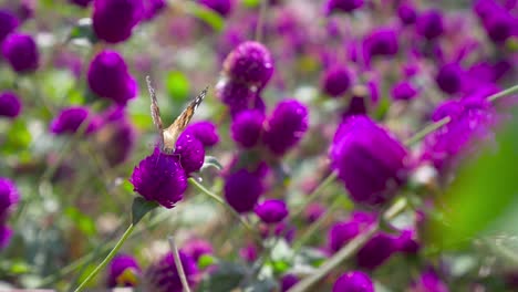 butterfly feeding from purple flower