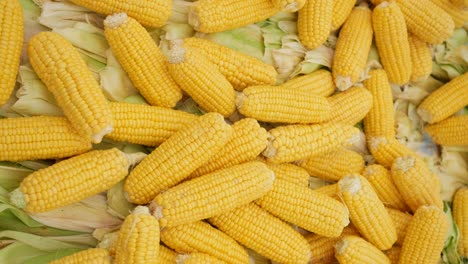 fresh corn on the cob