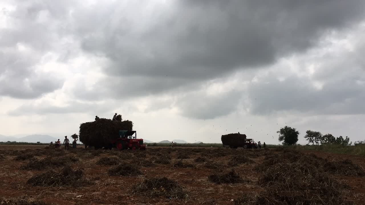 Time lapse shot of men working hard to harvest peanuts. Men feeding peanut plants into a harvest machine.