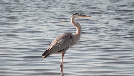 Great-blue-heron-ruffling-feathers-in-slow-motion-with-ocean-water-in-background