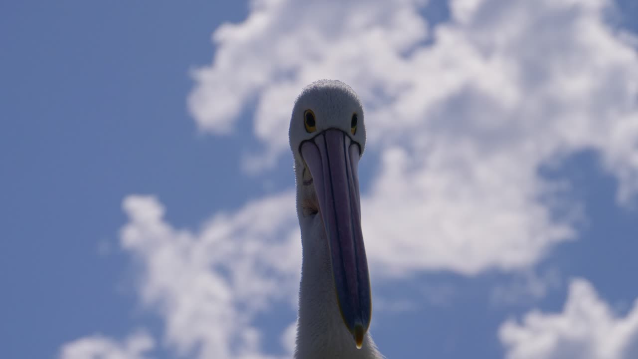 Close Up Of Pelican Head Against Blue Sky In NSW, Australia