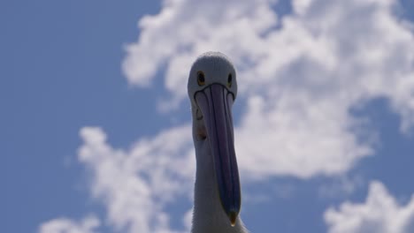 close up of pelican head against blue sky in nsw, australia