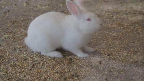 a white rabbit on the ground