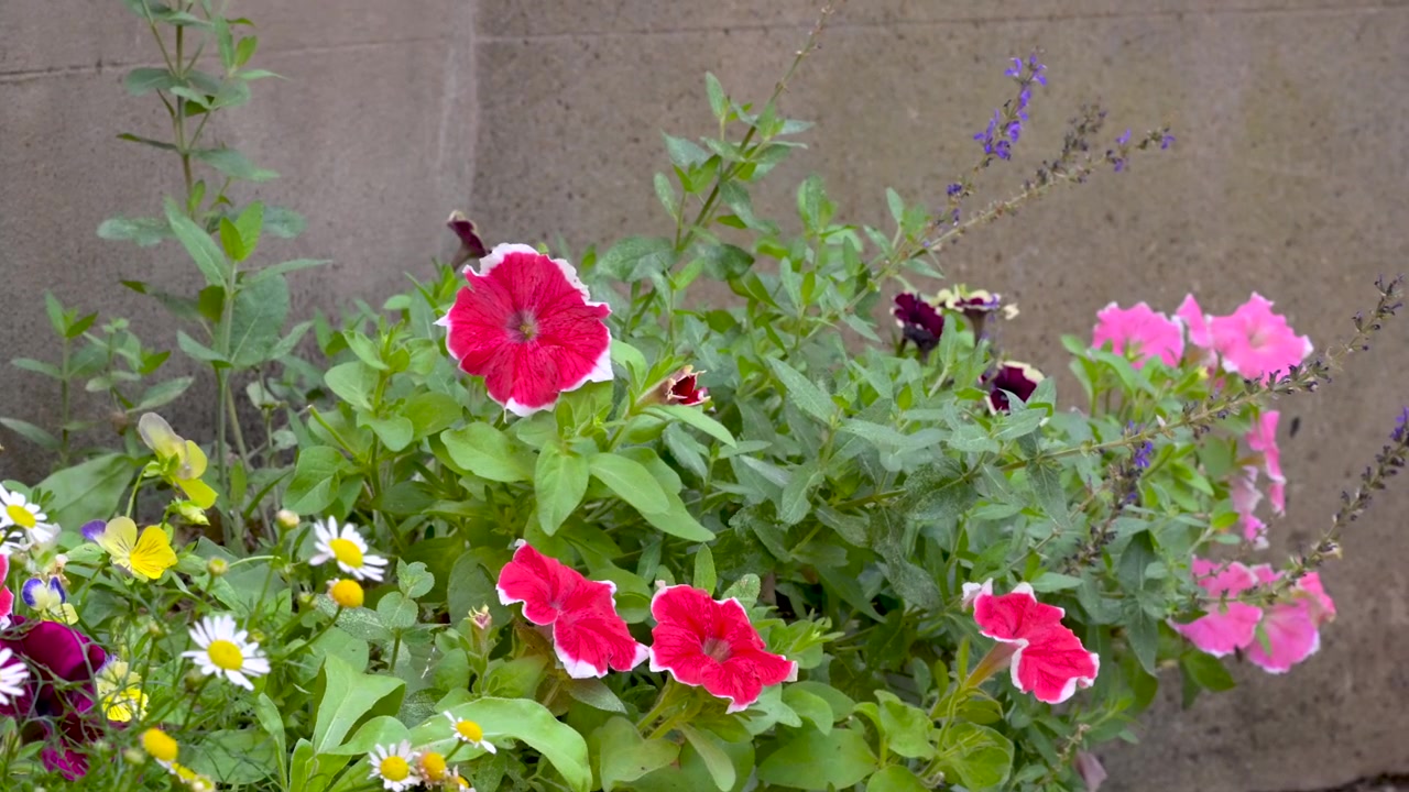 Mixed petunia and daisy flowers bloom in a lush planter against a plain wall on a calm summer day.