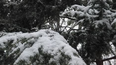 pan right to left of snow covered pine tree branch