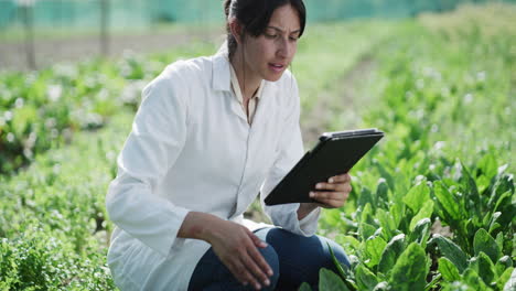 agricultural researcher inspecting chard plants