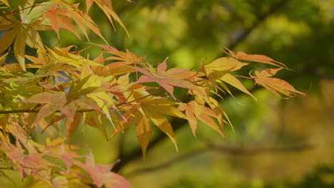 light yellow colors of autumnal foliage on a sunny day