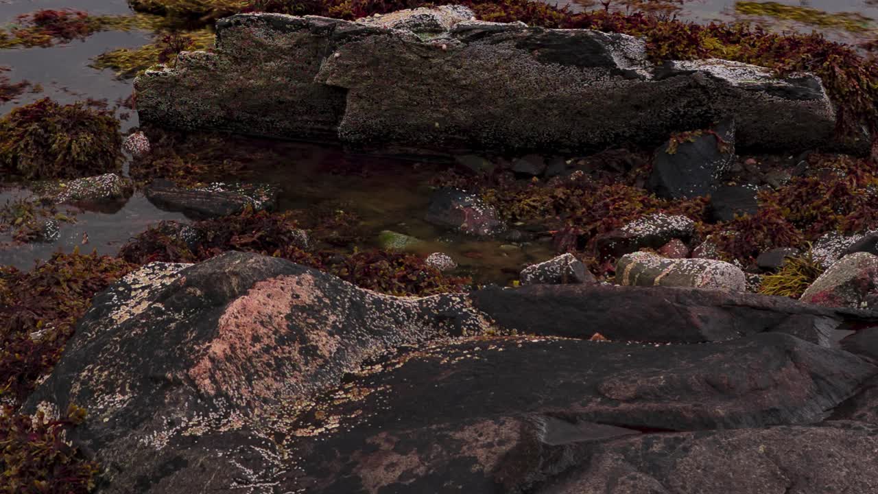 Una ripresa ravvicinata in timelapse di un fondale marino roccioso coperto di alghe marine, laminarie e alghe, rivelato dalla marea che si ritira