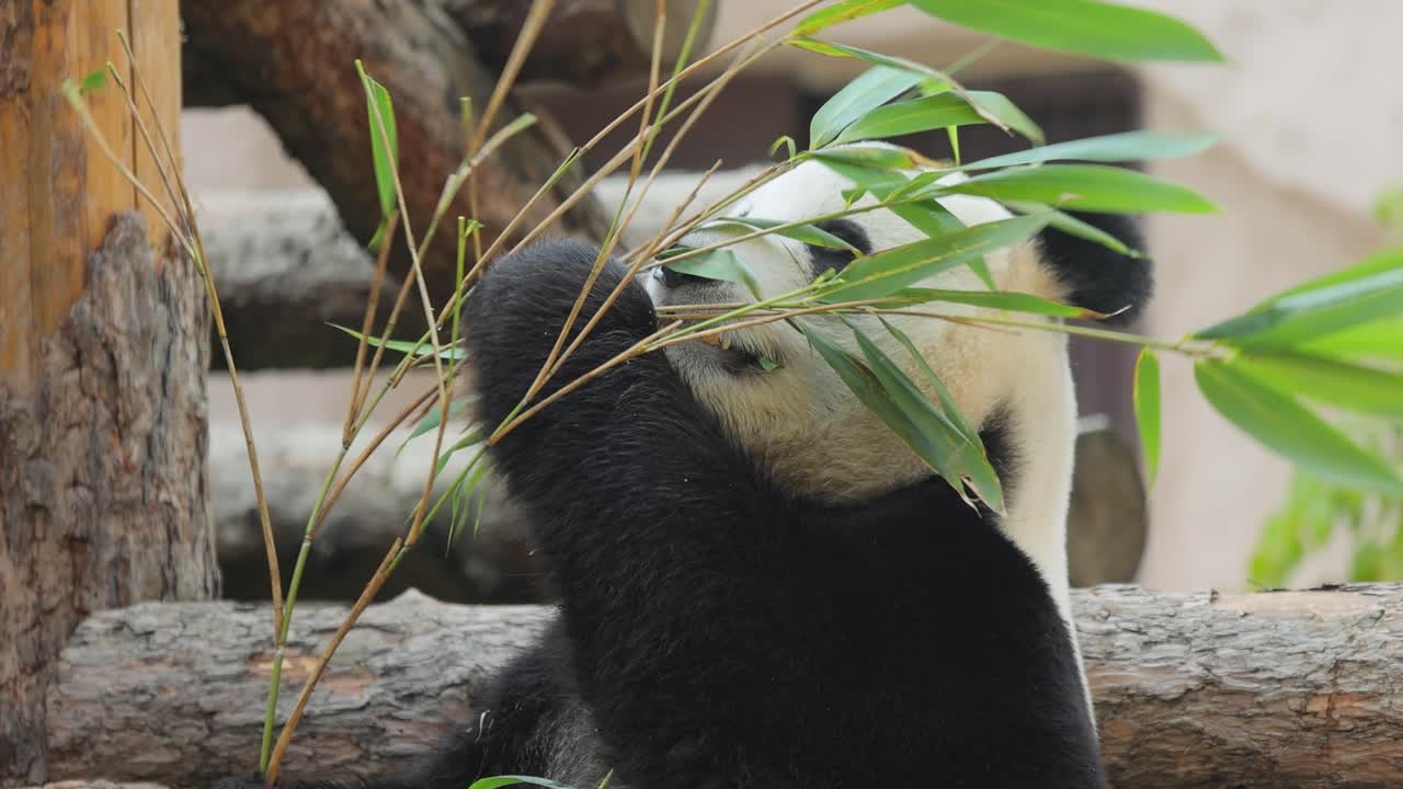 el panda gigante (ailuropoda melanoleuca) también conocido como el oso panda o simplemente el panda, es un oso nativo del sur de china central.