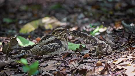 Adult-Large-tailed-Nightjar-Bird-And-Chick-On-Forest-Ground-With-Dry-Fallen-Leaves