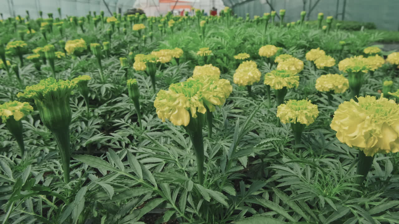 Marigold Flowers in Glasshouse