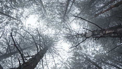 Misty-forest-trees-reaching-towards-the-sky-in-a-serene,-ethereal-atmosphere