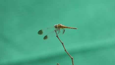 la libélula se relaja en la caza del palo.