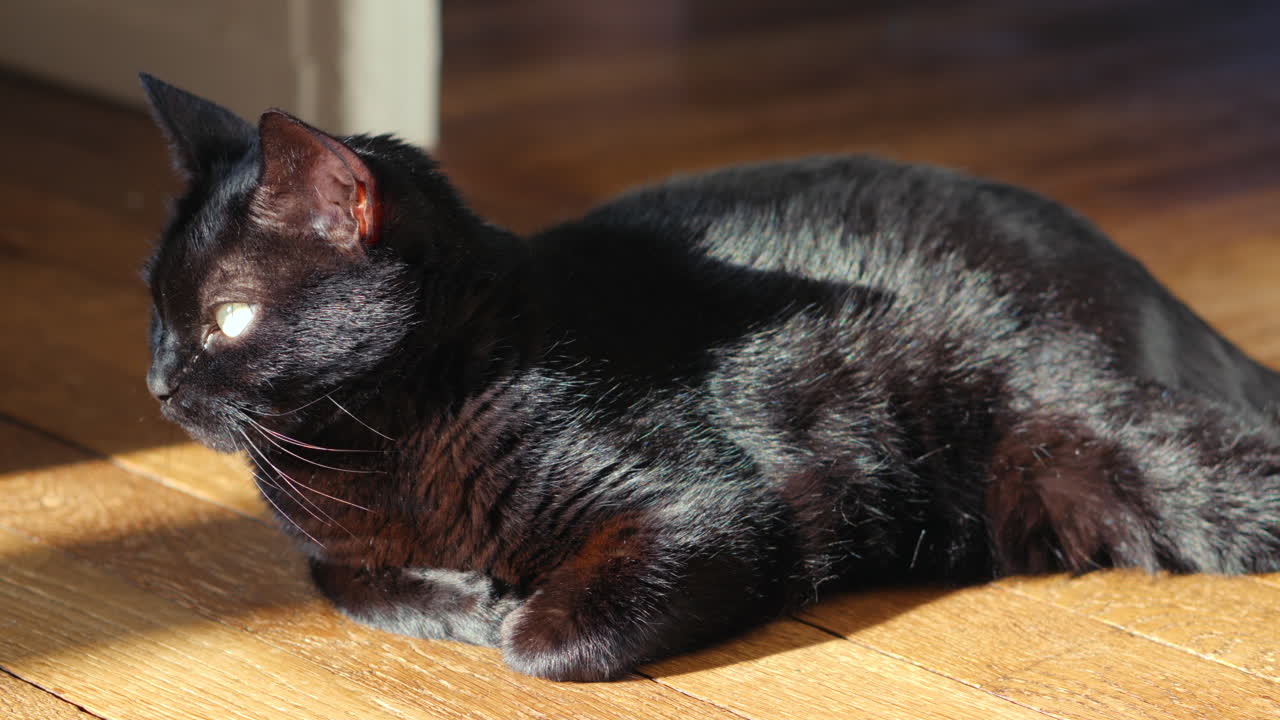 En sort kat ligger komfortabelt på gulvet og soler sig i en varm solstråle, der strømmer ind gennem vinduet. Katten er helt afslappet og nyder det fredfyldte øjeblik og solens varme.
