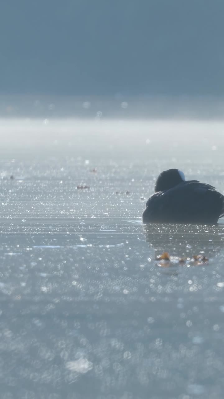 Coot on a frozen lake