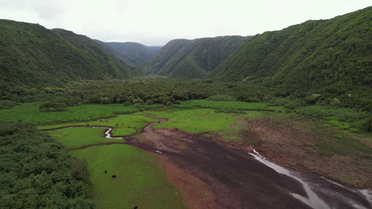 el valle de pololu, la gran isla de hawai