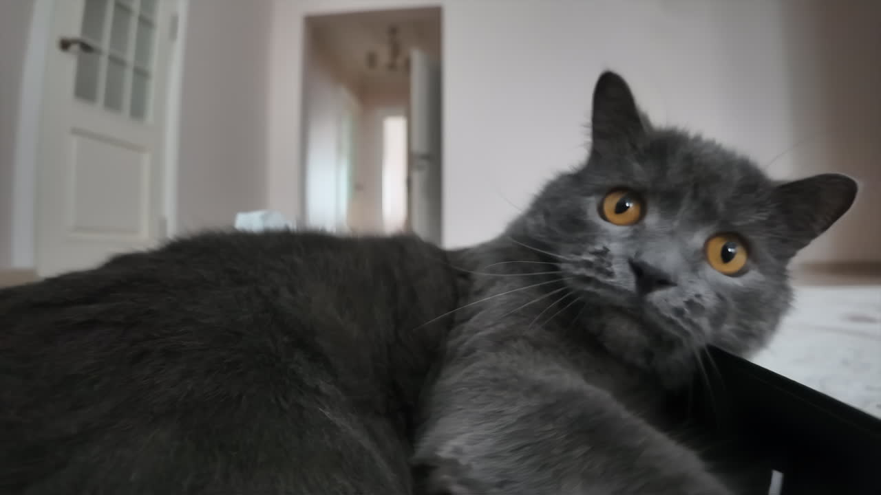 Black british fold cat playing at home close up