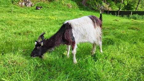 Goat-eating-green-grass-and-grazing-in-meadow