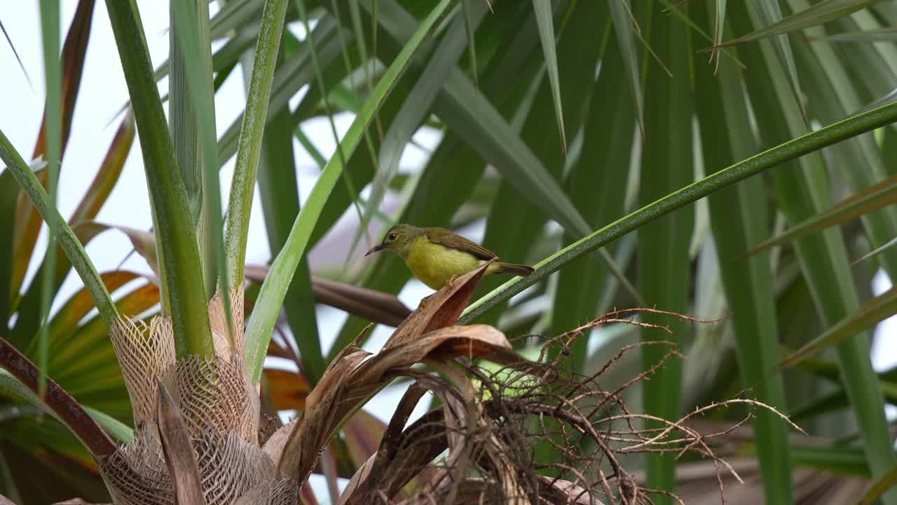 una hembra de pájaro solar de garganta marrón posada en una palmera, preguntándose por los entornos circundantes, disparado de cerca
