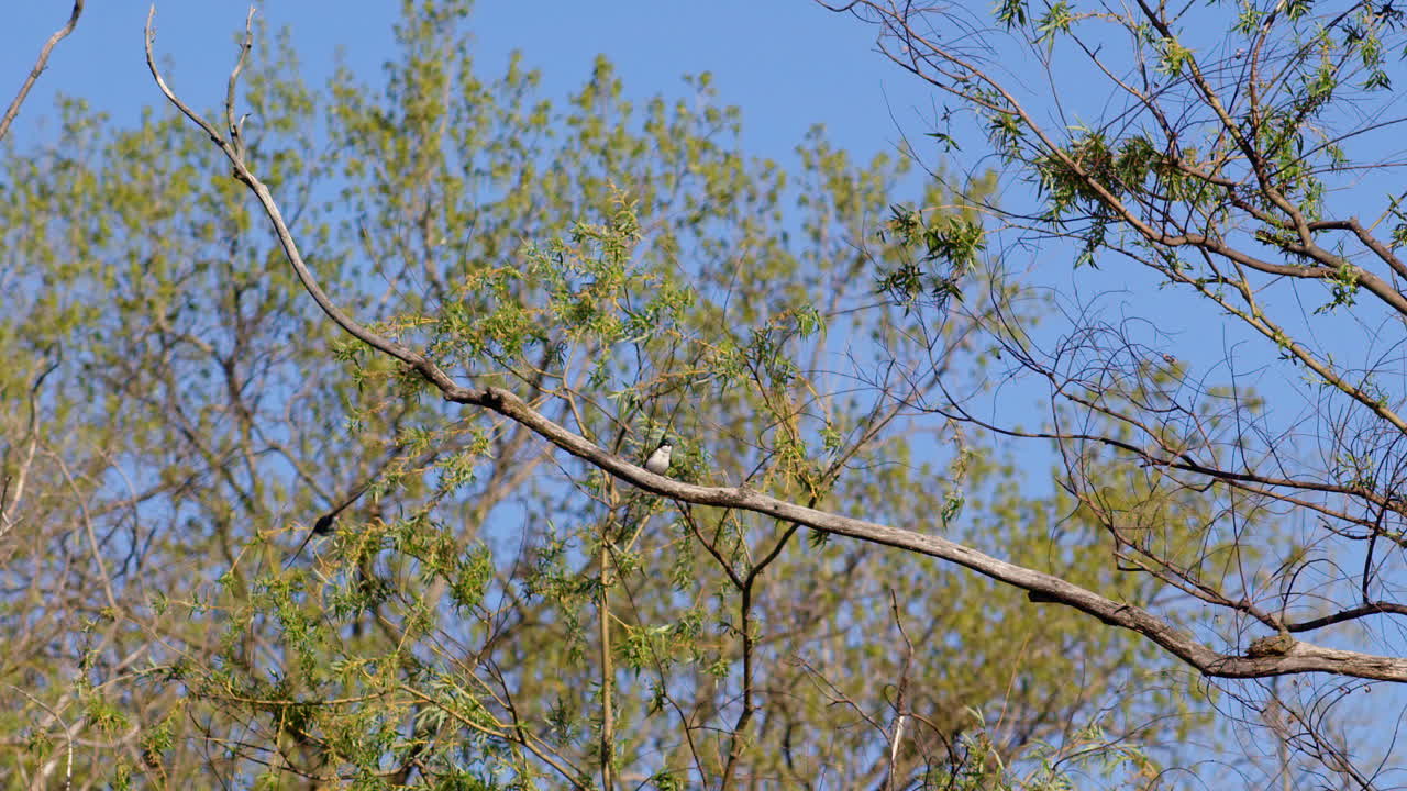 Purple martins performing elaborate aerial stunts in cinematic slow motion.
