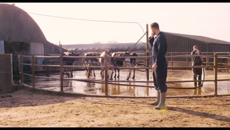 cattle farmer talking on mobile phone