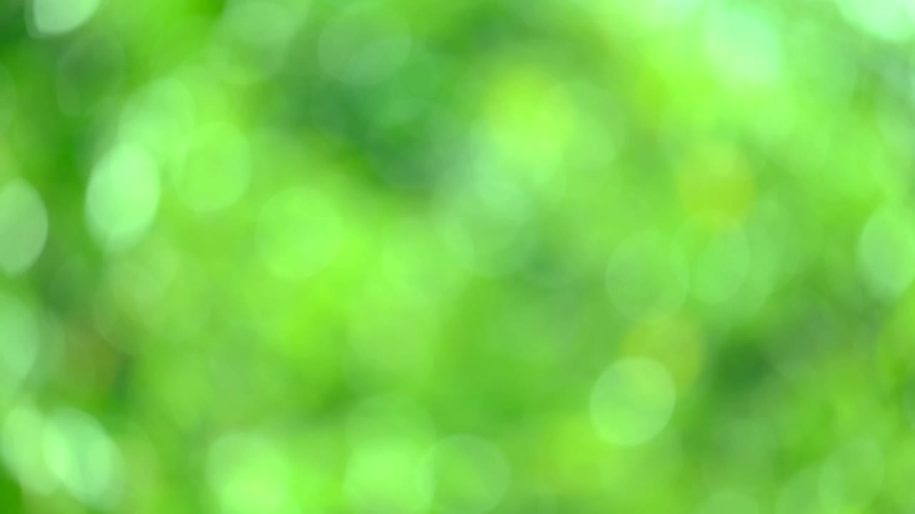 зеленый фон, абстрактная размытая листья яркий солнечный свет