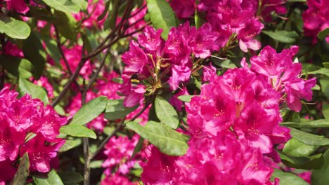 Bee-collecting-pollen-from-Azalea-flowers,-close-up