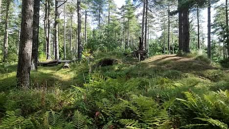 newborough forest dense woodland ferns foliage on the idyllic welsh coast of anglesey