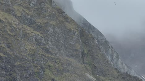 Seagull-flying-in-front-of-the-high-cliffs-of-Achill-Island-during-a-cloudy-day,-drone-shot