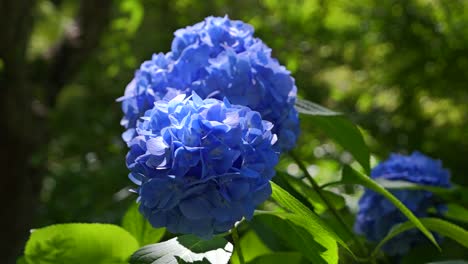 Impresionante-Vista-De-Cerca-En-Cámara-Lenta-De-Una-Hortensia-Floreciente-De-Color-Azul-Vibrante