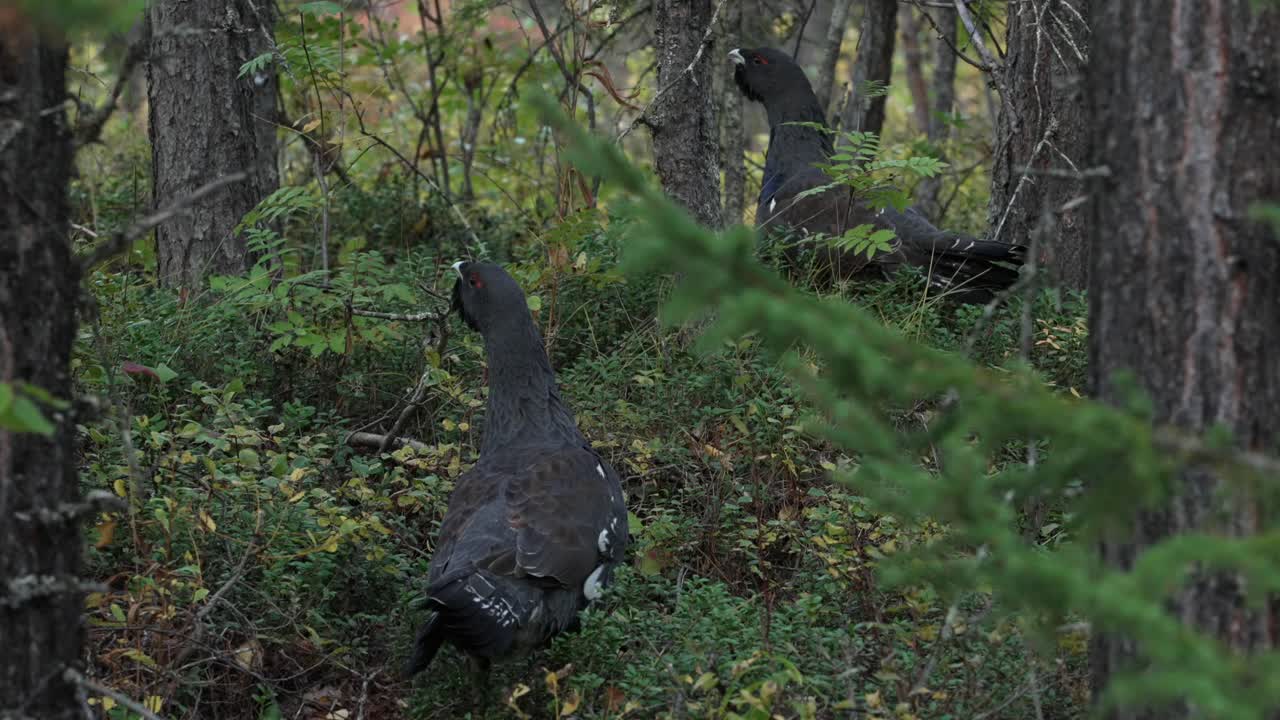 Pair of capercaillie cocks in the forest, Muddus, Sweden