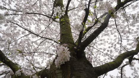 blossoming forest.