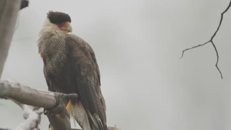 caracara looking in the distance on cloudy day